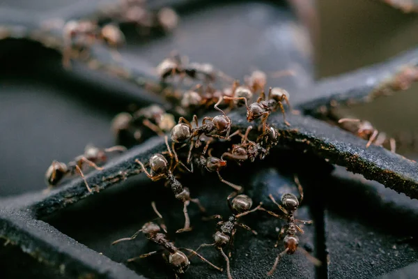 ブラックガーデンアリの活動 一般的な黒アリとも呼ばれます これらの昆虫は通常コロニーに住んでいる — ストック写真