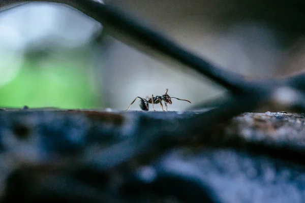 Black Garden Ant Activity Also Known Common Black Ant Insects — Stock Photo, Image