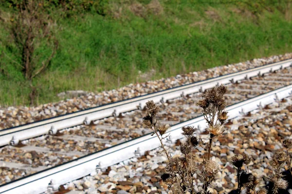 Withered plant in front of an active railway line