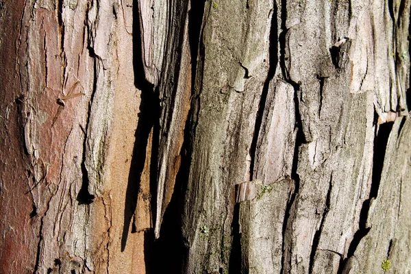木の樹皮を閉じる — ストック写真