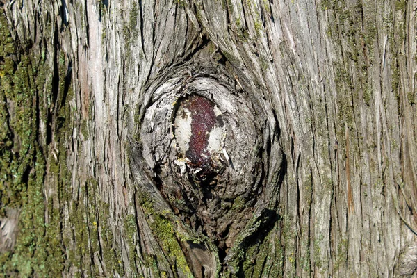 Подрібнена Гілка Дерева Стовбурі — стокове фото