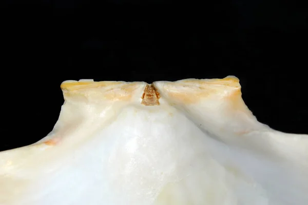 지중해 가리비 껍질의 안쪽의 디테일 — 스톡 사진