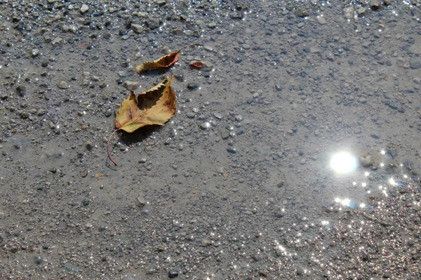 Foglia Secca Una Buca Stradale Con Riflesso Del Sole — Foto Stock