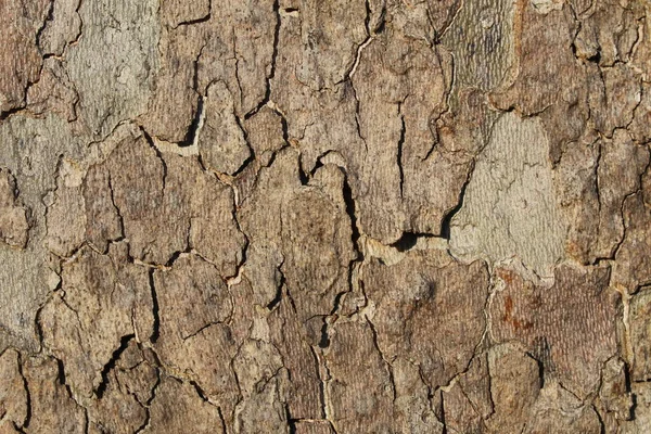 Ağaç Kabuğu Kışın — Stok fotoğraf