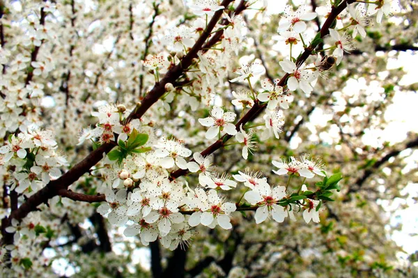 Flores Blancas Cereza Silvestre — Foto de Stock