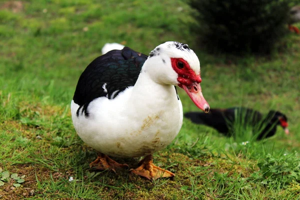 Močovitá Kachna Kráčí Trávě — Stock fotografie