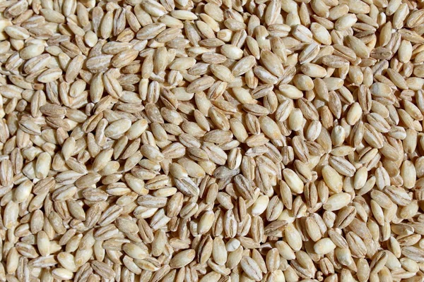 Barley grains cereal texture