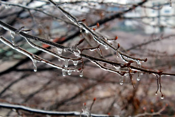被冰覆盖的树枝 — 图库照片
