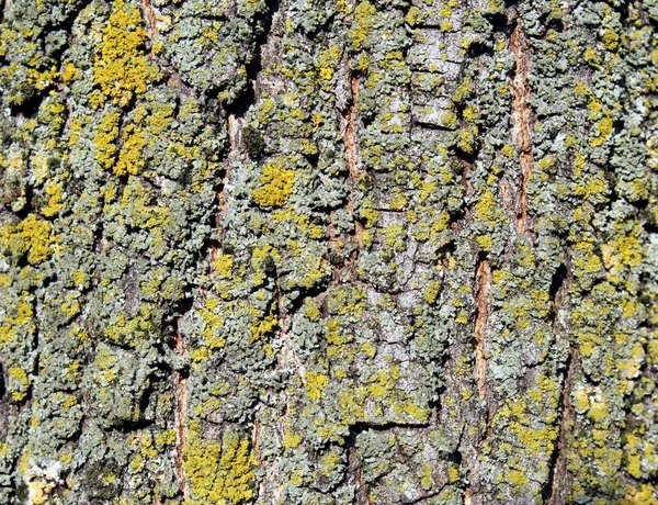 Corteza Árbol Musgo Visto Detalle Durante Temporada Invierno — Foto de Stock