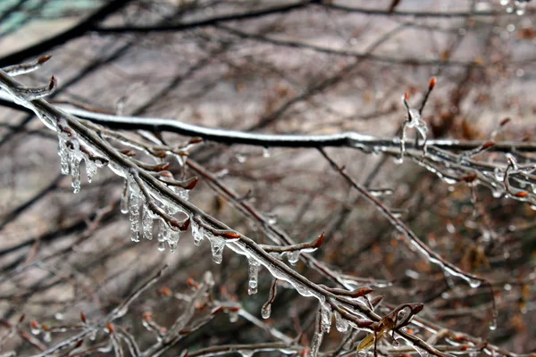 Tree Branches Covered Ice — Stock Photo, Image
