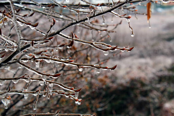 Tree branches covered by ice