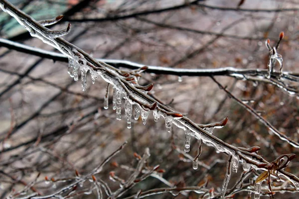 Ramas Árboles Cubiertas Por Hielo — Foto de Stock