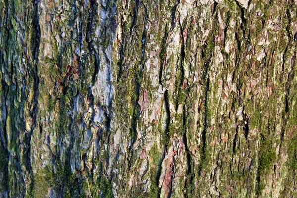 Musgo Corteza Del Árbol — Foto de Stock