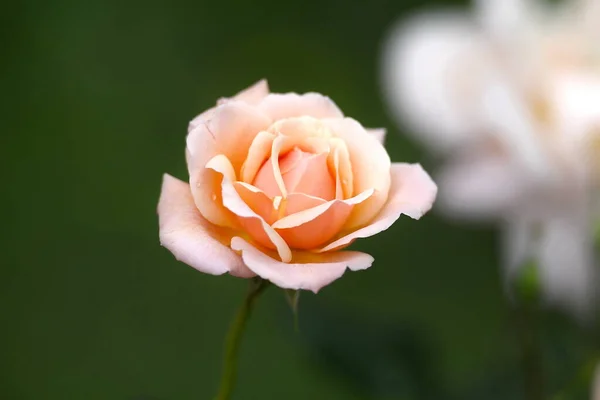 Misty Multicolor Rose Flower — Stock Photo, Image