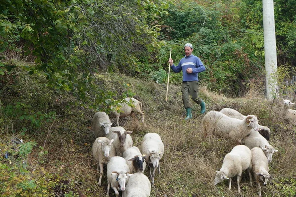 Agriculture Concept Shepherd Sheep Field Mountains Shepherd His Sheep Pasture — Stock Photo, Image