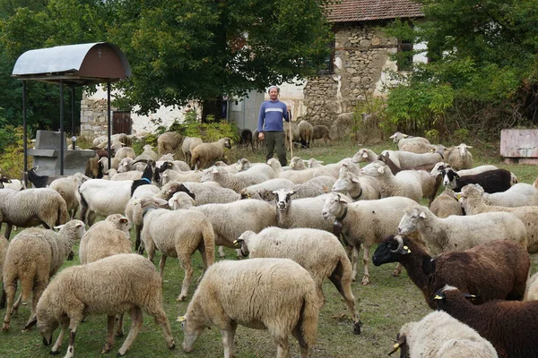 Mezőgazdasági Koncepció Pásztor Juhokkal Mezőn Hegyekben Pásztor Juhaival Legelőn — Stock Fotó