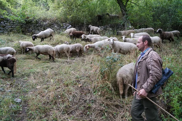 Landbouwconcept Herder Met Schapen Het Veld Bergen Herder Met Zijn — Stockfoto
