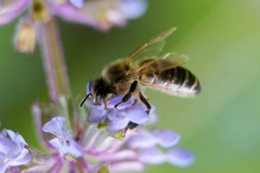Arı güneşli bahar gününde çiçek nektarı toplar.