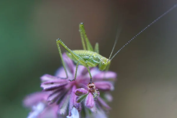 Saltamontes Una Rama Con Una Flor Bokeh Vista Macro — Foto de Stock