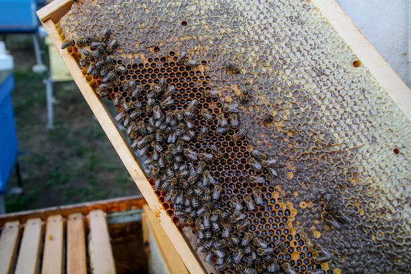 Dekat Koloni Lebah Merangkak Pada Bingkai Sarang Lebah Dengan Sarang — Stok Foto