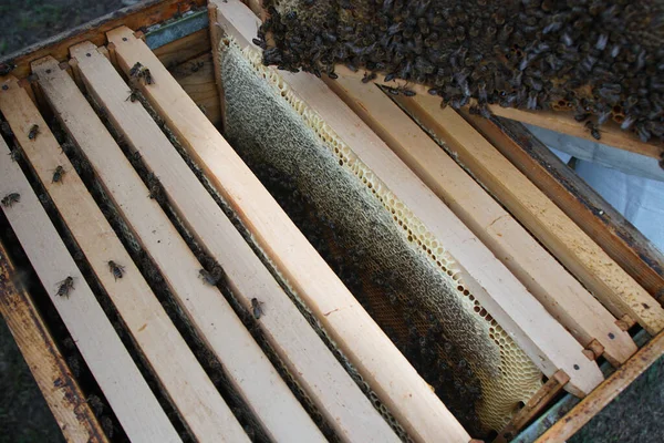 Close Colony Bees Crawling Beehive Frame Honeycomb Bee Crawling Out — Stock Photo, Image