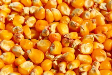 Metin için parlak arka plan, ekran koruyucu: mısır çekirdekleri çok, sonbaharda zengin hasat. Yağsız yemek, diyet yemek, vejetaryenler için sebzeler, veganlar. Mısır koçandan elde edilen tohumlar güneşte kurutulur. 