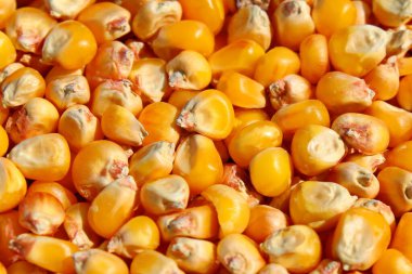 Yazın sonunda parlak sarı, turuncu, olgun, kuru mısır taneleri (sonbahar) yakın plan, seçici odaklanma. Yenilebilir sebze tohumlarının arkaplanı (doku). Kış için hasattan sonra yiyecek..