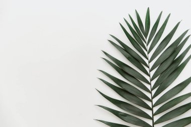 Düz yatıyordu yaz kompozisyon. Yaratıcı kavramı tropikal yaprak. Üstten görünüm, kopya alanı