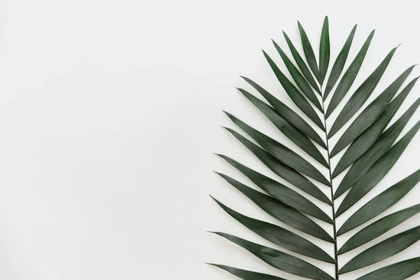 Flat Lay Summer Composition Creative Concept Tropical Leaf Top View — Stock Photo, Image