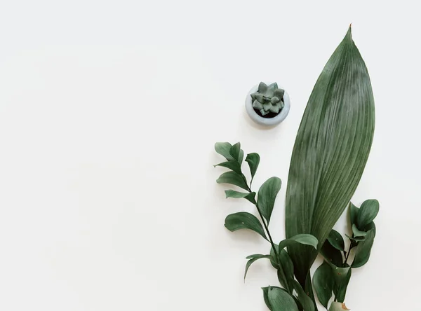 Flat Lay Summer Composition Creative Concept Green Leaves Top View — Stock Photo, Image