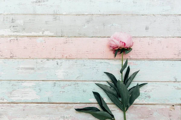 Mooie Pioenroos Bloem Lichte Blauwe Houten Planken Achtergrond — Stockfoto