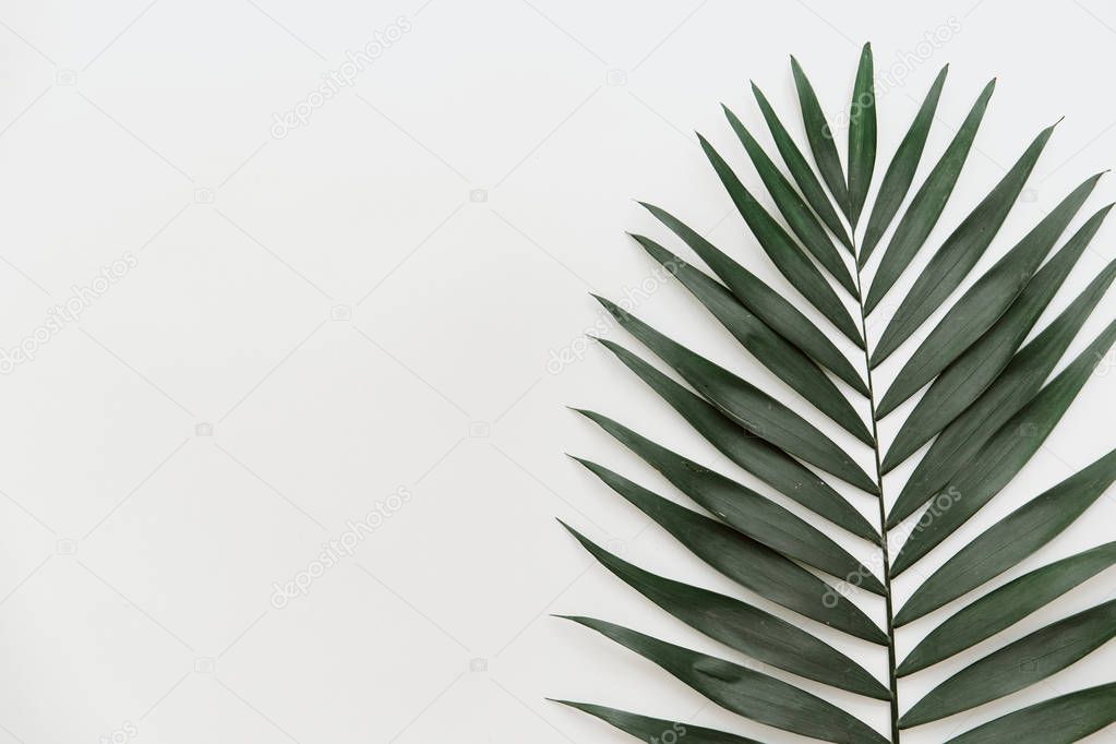 top view of tropical palm leaf isolated on white background