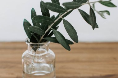 Zeytin dalı şişe üzerinde. En az yaşam tarzı kavramı 