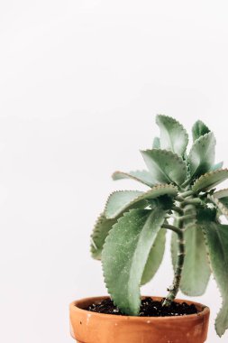 En az yaşam tarzı kavramı, Sharp agav bitki yaprakları, yakın kadar işaret etti yeşil yaprak, tropikal bitki doğal arka plan, etli fotoğrafı