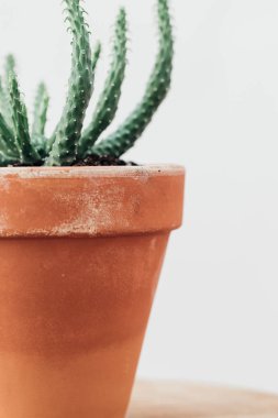 Yakın çekim etli çiçek beyaz arka plan üzerinde. Saksı etli / kaktüs evi tertibatları beyaz arka plan üzerinde. Minimalizm, yaşam biçimi 