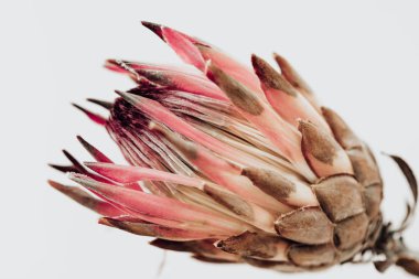 Kral protea çiçek. Pembe Protea bitki kurumuş. Yaşam tarzı görüntü. Çok az ev iç dekorasyon. Poster görüntüsü 