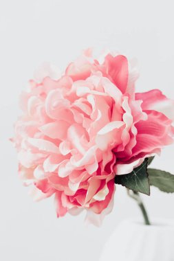 Pembe Şakayık. Yaşam tarzı görüntü. Çok az ev iç dekorasyon. Poster görüntüsü 