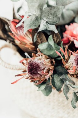 Protea çiçeklerle kuru okaliptüs ışık arka plan üzerinde 