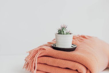 Kaktüs ekose, iç ile beyaz seramik tencerede. En az yaşam tarzı kavramı. Modaya uygun görüntü 