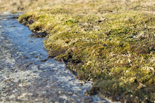 Zbliżenie Moss Wodzie Kamiennym Wzgórzu — Zdjęcie stockowe