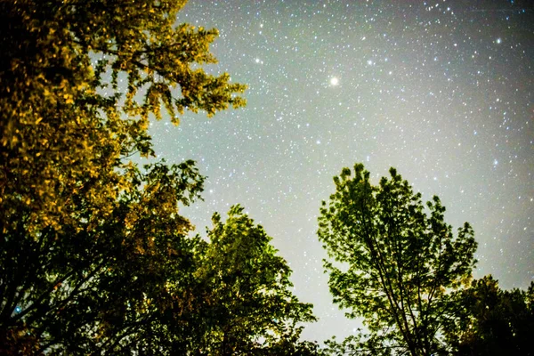 Ciel Étoilé Travers Les Arbres — Photo