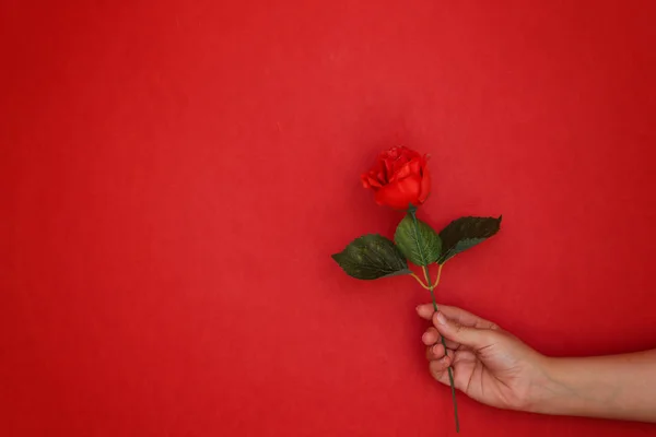 woman hand holding rose flower