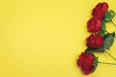 güzel güller çiçek, pembe arka plan izole