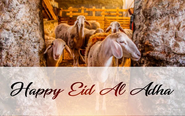 Happy Eid Adha Concept Får Gården — Stockfoto