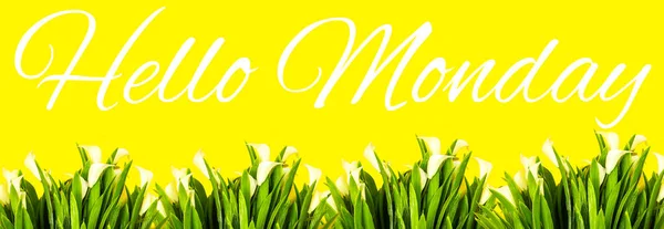 hello monday concept with Calla lilies flowers isolated on yellow background