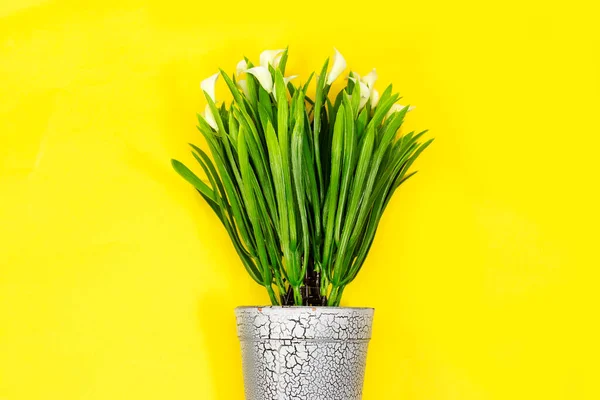 Pot Bois Fleurs Lis Calla Isolé Sur Fond Jaune — Photo