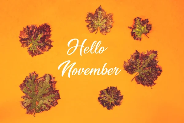 Hello November Autumn Leaves Isolated Orange Background — стоковое фото