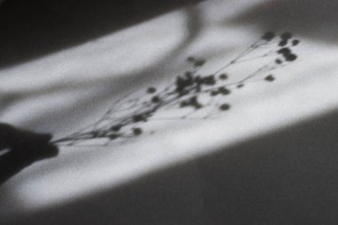 Yumuşak Gölgede Çigila 'nın narin Sprig Oyuncuları: Minimalist Sanat İçin Siyah ve Beyaz Botanik Fotoğraflar