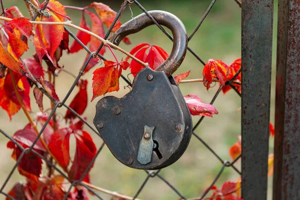 Old old castle on a wire gate intertwined with wild grape — Stock Photo, Image