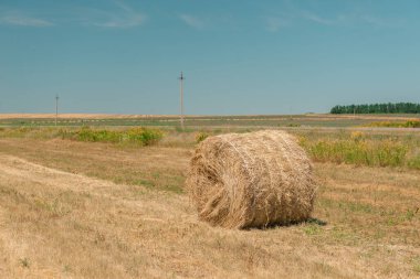 Saman yığını tarım arazisinde yuvarlanıyor. Samanlık hasat alanı. 